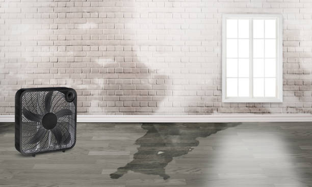 Best Water damage contractors near me  in Oakes, ND